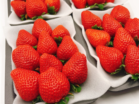 【旬割-500円】【さちのか】4P!山の斜面で十分な日光を浴びたビタミンCたっぷり苺！1kg