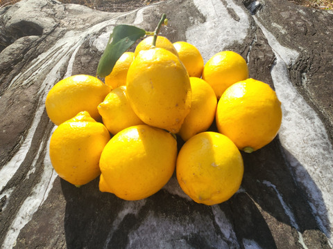 小粒な日だまりレモン娘(栽培期間中農薬不使用・有機肥料・ノーワックス防腐剤)(10個入り)