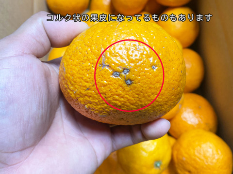 【愛媛県中島産】味濃厚なカラマンダリン　サイズ混合5kg