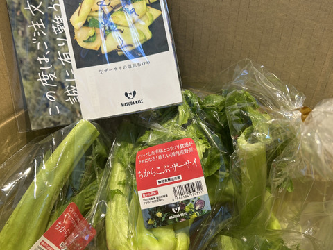 【珍しい】生ザーサイ 野菜 畑のアワビと言われるコリコリとした食感（静岡県磐田市産・5袋）【2026年1月出荷】