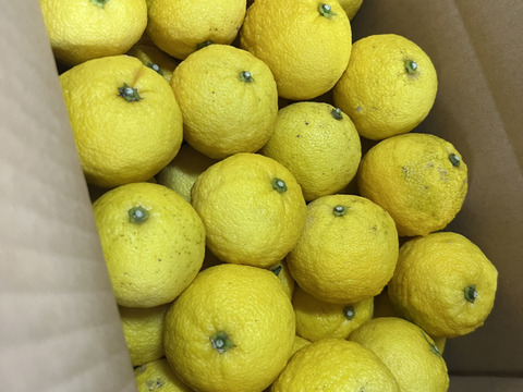 【季節限定】 小ゆず正味1.8㎏（24個〜28個）
