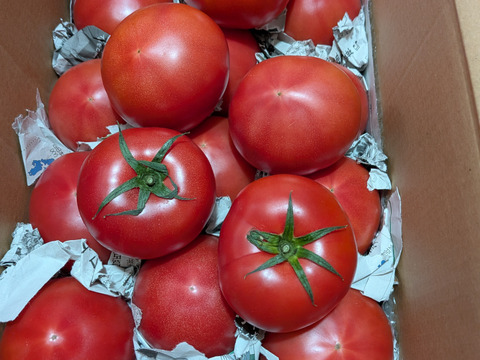 毎食トマト！バクバク食べちゃう栄ちゃんトマト　中くらいサイズ3キロ入り