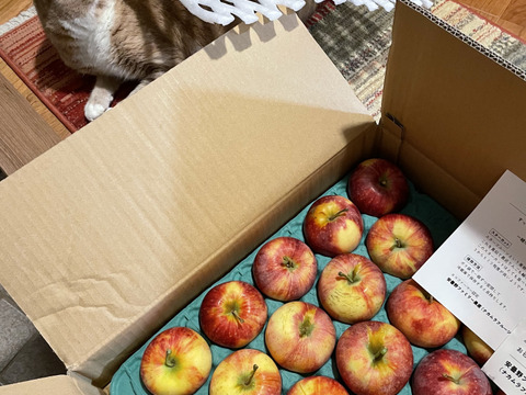 シナノリップ5キロ箱 訳あり品商品ID62461 長野県 信州 安曇野 リンゴ 幻 幻のリンゴ 予約 希少 旬