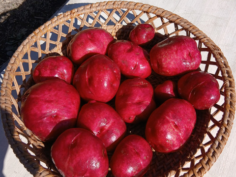 アンデスレッドジャガイモ