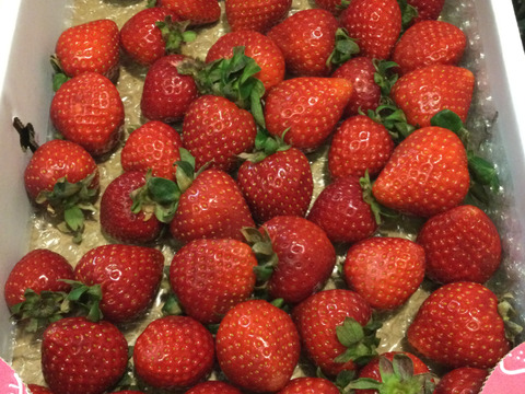 【訳あり！】あまりん大容量６５０ｇ以上