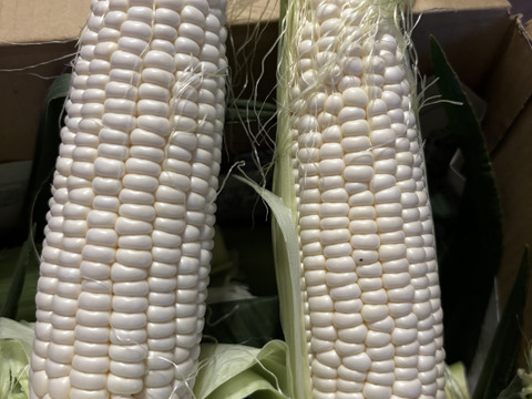 【朝どり】【プラチナコーン】『8本入り』2弾目種蒔き分の収穫が始まりました。★昨年もご好評をいただきました★白いとうもろこし★生で食べるとメロンのようにジューシー80サイズクール便