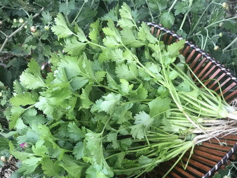 新素材新作 新鮮パクチー／コリアンダー 根付き：長野県産の品種 長野県産 野菜