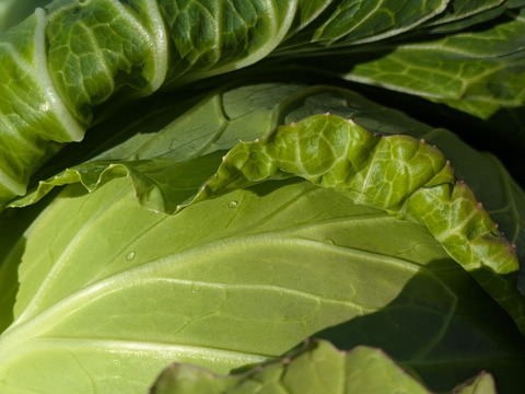 ❄☃️７品冬の野菜セット☃️❄