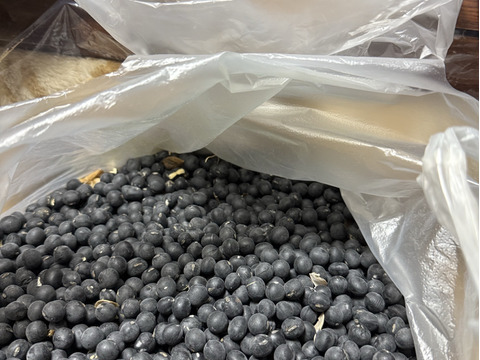 🎍初売り🎍丹波黒大豆　５００ｇ（250g×2袋）　　　　　　　ウマい🐴黒豆食べて「今年もまめ（健康）に過ごしましょう