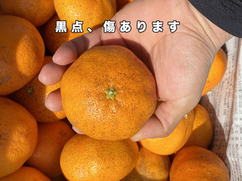 【愛媛県中島産】プチプチ甘平　サイズ混合5kg 　家庭用