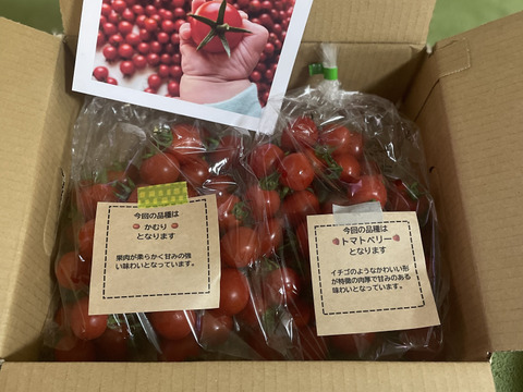 【食べ比べ 】食卓に笑顔を　ハートの様な形のトマトベリー＆ミニトマトのセット 1kg【千葉県旭市産】【トマト食べ比べ】