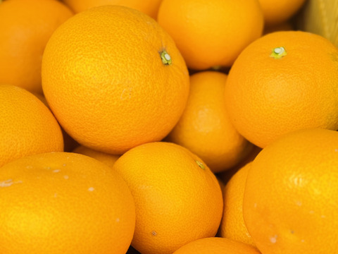 きれいな八朔！サイズ混合4.5kg