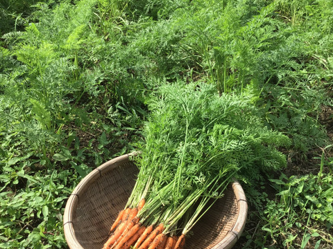 【葉付き】馬と育てた人参！春紅五寸