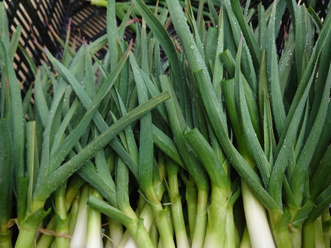 今だけ贅沢野菜！葉ニンニク1kg：千葉県産のその他ニンニク