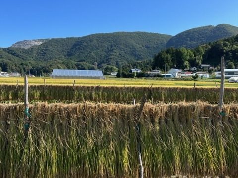 令和6年度　　天日干しのはせ掛け米　3kg