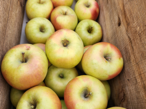 傷ありにつき
数量限定☆２０００割引です
スタッフイチオシ品種「名月」
お徳用家庭用
５kg大玉～小玉