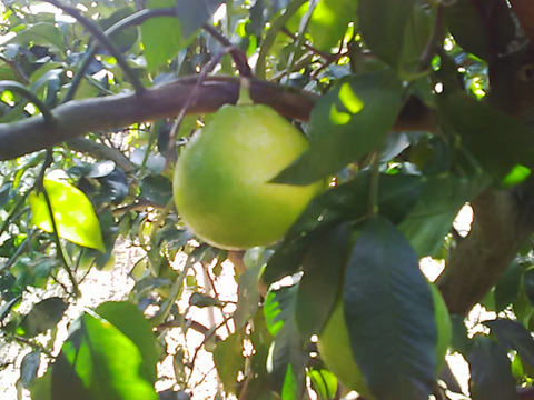 【限定品】ベルガモット　　1ｋｇ×２