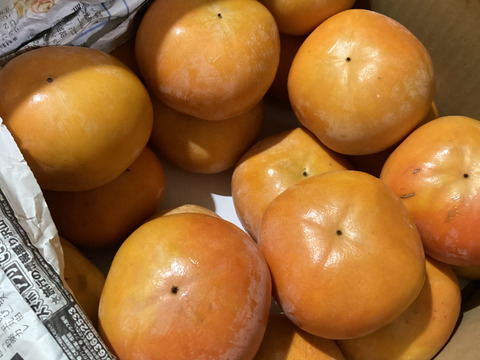 和歌山県産　富有柿　極甘(家庭用)5キロ　M～2Lサイズ