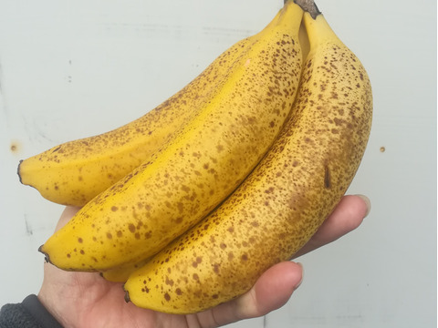 【愛知県美浜町産】モッチリ食感バナナで元気に！お試し800ｇ(6-8本)