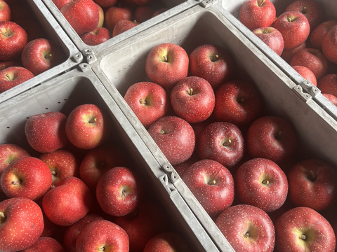 ⛄️雪をまとったりんご『千雪』🍎
一度食べたらクセになる⁉️しっかりした甘味と豊かな香り🌟

A品、B品ミックス(贈答用、家庭用混ざります)