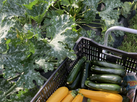 【京都府産】旬の定番夏野菜セット（10品）