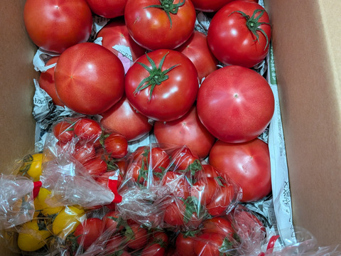 期間限定商品！トマトLovers'に捧げるトマト＆プチトマトのセット商品　大きめのトマトと大人気アイコの大盛りセット。おまとめ割り実施中❗