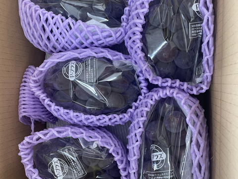 濃厚な甘さ！朝どれ直送＜種なし巨峰 約2kg＞ボリュームたっぷり（5〜6房）