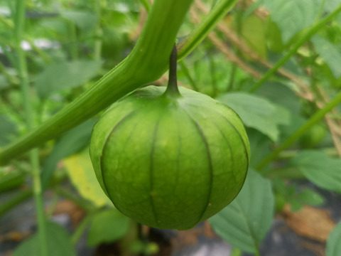 食用ほおずき　トマティーヨ　箱含めて3kg サルサにおすすめ！】トマティーヨ(トマティロ)食用ほおずき 500g