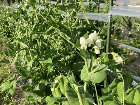 主役にもなれるんです。無限甘シャキ。スナップエンドウ500g