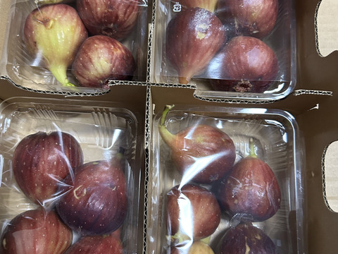 【ご家庭用】朝採りいちじく1箱
