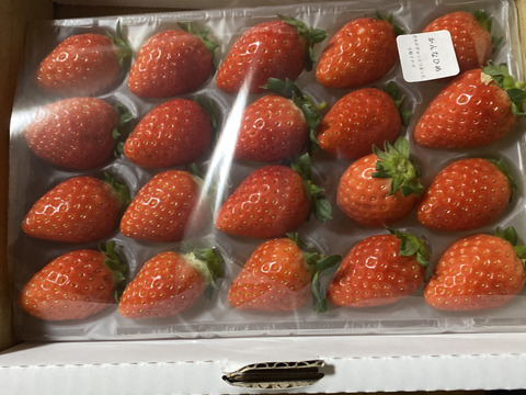 甘くて酸味が少ない！かんなひめ2P　お得なご家庭用！　230g×2p