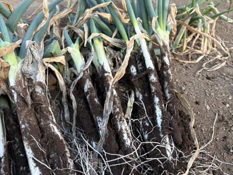 春夏秋冬、山から届くシェフの育てた野菜セット