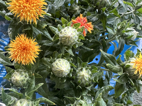 【産地直送／ベニバナ、３束（１束約６本】なかなか花屋さんで出会えない元気いっぱいの希少な花ベニバナ。ふっくらとした葉の間から顔をのぞかせる、鮮やかなベニバナです。ドライフラワーにしてもオススメ！