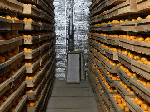 糖度10度以上！青秀約2.5キロ箱込み 寿太郎みかん みかん 西浦みかん