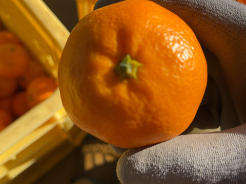 静岡県浜松市産みかん🍊5kg