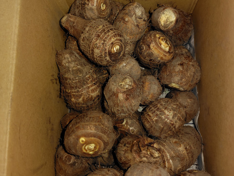 鳥取大山黒ボク土で育ったもっちり里芋2キロ