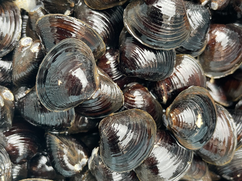 十三湖産活しじみ1kg中サイズ
