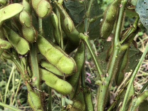 ※数量限定【農薬・化学肥料不使用栽培】青森県産秘伝豆（枝豆）700ｇ（クール便）
