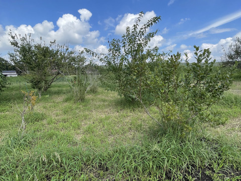 農薬不使用 自然農法栽培　ブルーベリー　600グラムお届け致します