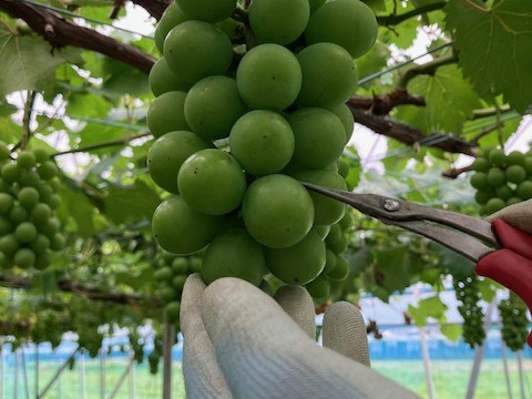 朝採りで厳選！その日に発送【贈答用　藤稔ぶどう】3～4房入り箱
