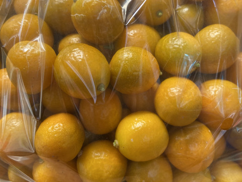 1箱限定！金柑2.5キロ