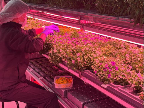 美食の演出！エディブルフラワー『SANOKA』マリーゴールド MIX8輪入り 食用花 ケーキ スイーツ 肉料理　魚料理デコレーションにも！