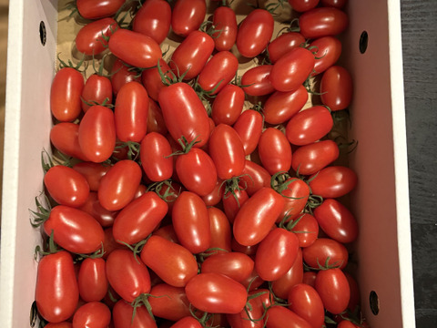 【産地直送】海のミネラルたっぷりのにこりトマト（2kg）