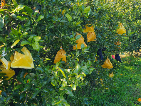 有機JAS認証　愛媛県産　有機　不知火　オーガニック　(家庭用)