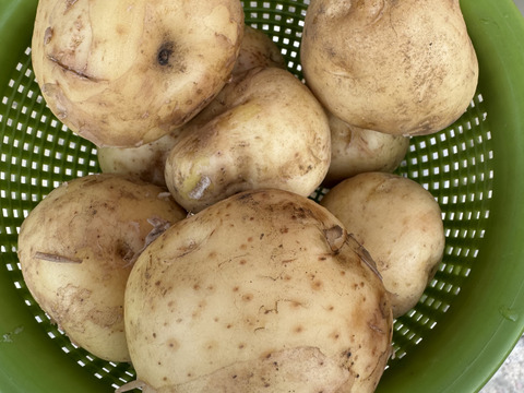 【福袋2025】農薬・化学肥料不使用 新じゃが キタアカリ　箱いっぱいにお入れしてお届けいたします。7月上旬からご予約順に順次収穫して発送致します