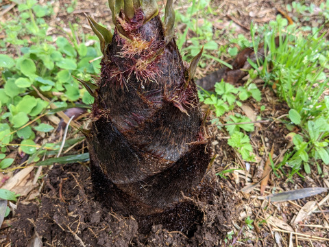 朝採り茹で『筍』１.２kg！丸ごと複数本パック詰！風味豊か絶品の旨さ、アク抜き済