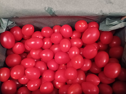 シュガープラム1kg  糖度10度以上の高リコピン(13mg)極甘ミニトマト プラパックを使わないサスティナブル仕様(300118)