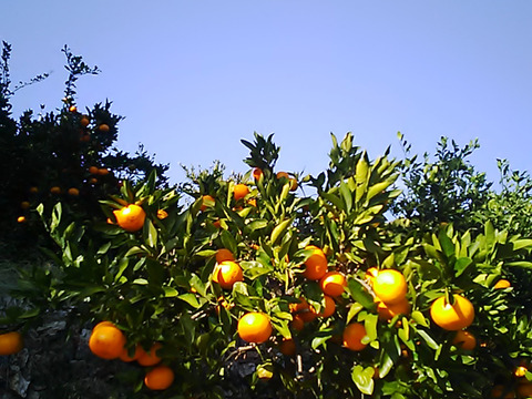 高林早生みかん   １．８ｋｇ