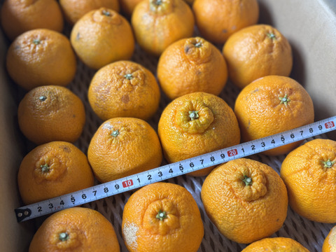 【訳あり予約商品】今が旬♪不知火（しらぬい）
とっ〜ても濃厚でジューシーおいしーッ！サイズ混合 2月中旬より順次発送