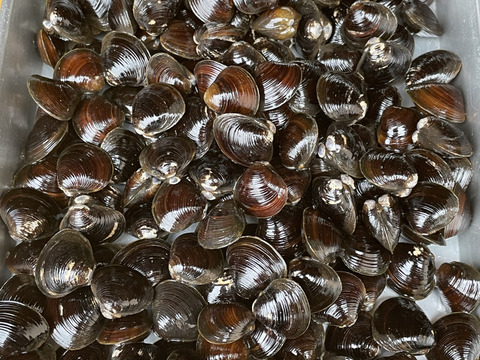 超どで貝！人気の大貝！十三湖産1kg